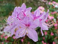 rhododendron_lochmium