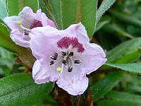 rhododendron_longesquamatum