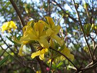 rhododendron_luteum