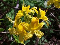 rhododendron_luteum