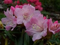 rhododendron_makinoi