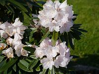 rhododendron_makinoi_x_pachysanthum