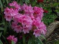 rhododendron_metternichii