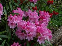 rhododendron_metternichii