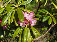 rhododendron_metternichii_micranthum_takeda