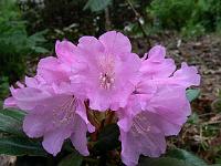 rhododendron_metternichii_var._mimata