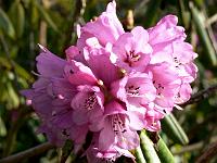 rhododendron_monosematum