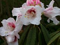rhododendron_morii