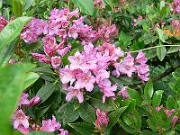 15-06-2006_18-12-28_32