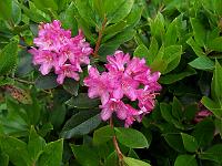 rhododendron_myrtifolium