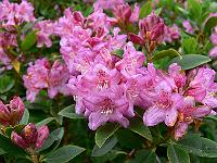 2009-06-11_09-15-15_0088