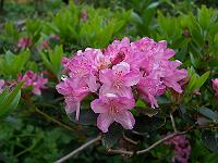 rhododendron_myrtifolium