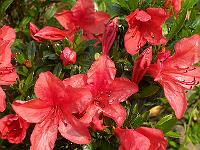 rhododendron_nakaharae