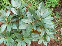 rhododendron_nakotiltum