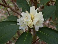 rhododendron_nakotiltum