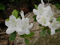 rhododendron_obtusum_schneewittchen