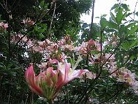 05-06-05canon_050