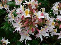 rhododendron_occidentale