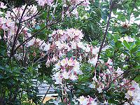 18-06-05kodak_522