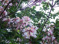 18-06-05kodak_540