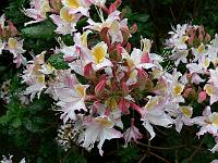rhododendron_occidentale