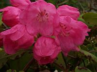 rhododendron_orbiculare