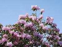 rhododendron_oreodoxa