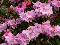 rhododendron_pachytricum_hybrid