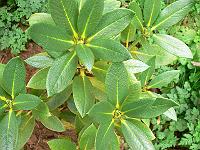 rhododendron_phaeochrysum