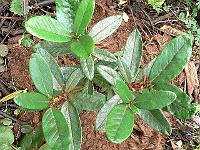 rhododendron_pocophorum_var._hemidartum