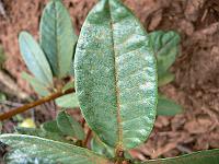 rhododendron_pocophorum_hemidartum