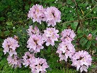 27-05-2006_18-35-27_104