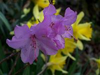 rhododendron_praecox