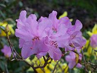 rhododendron_praecox