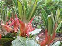 04-06-05canon_202