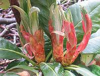 rhododendron_praestans