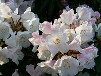 rhododendron_pseudochrysanthum_1