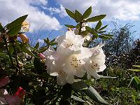rhododendron_pseudochrysanthum