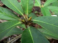 rhododendron_pubicostatum_-_wumeng_shan