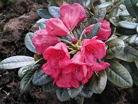 rhododendron_queen_of_hearts