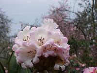 rhododendron_rex_2
