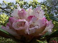rhododendron_rex_3
