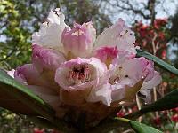 rhododendron_rex