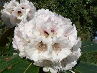 rhododendron_rex_4