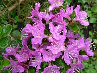 rhododendron_s.n._10