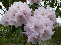 rhododendron_s.n._13