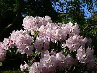 rhododendron_s.n._14