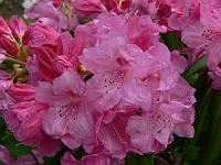 rhododendron_s.n._15
