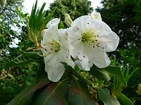 rhododendron_s.n._16