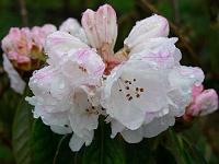 rhododendron_s.n._4
